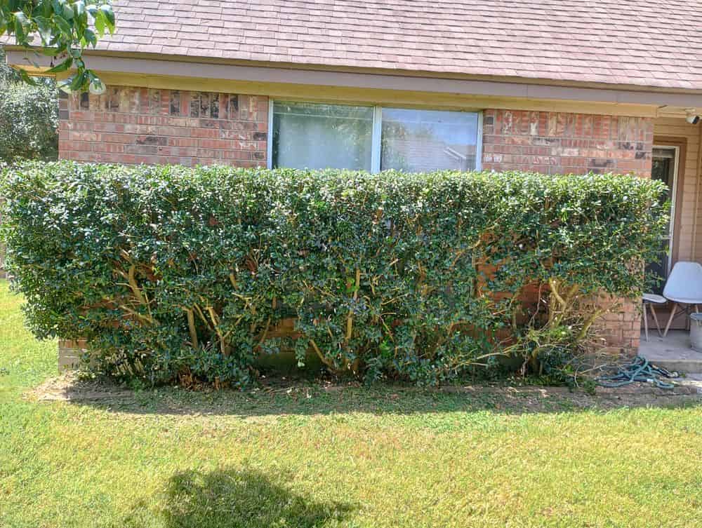 Tree and Shrub Services image